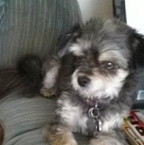 Meet your Posher, Dorothy